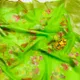 Parrot Green__Policana